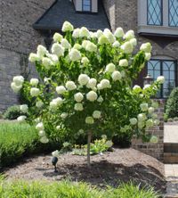 Hydrangea paniculata Limelight arbolito