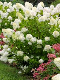 Hydrangea paniculata Limelight Hydrangea paniculata Limelight