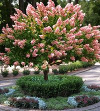 Hydrangea paniculata Pink Diamond arbolito