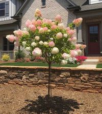 Hydrangea paniculata Strawberry arbolito