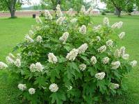 Hydrangea quercifolia Alice 1