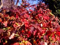 Hydrangea quercifolia Alice 2