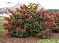 Hydrangea quercifolia Ruby Slippers