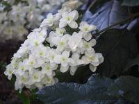 Hydrangea quercifolia Snow Flake 3