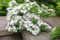 Hydrangea Runaway Bride 1