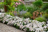 Hydrangea Runaway Bride 5