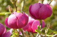 Magnolia Black Tulip