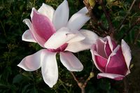 Magnolia Satisfaction