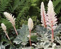 Acanthus Whitewater Acanthus Whitewater