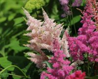Astilbe Astary Astilbe Astary