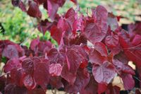Cercis canadensis Forest Pansy 2