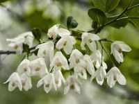 Halesia carolina Halesia carolina