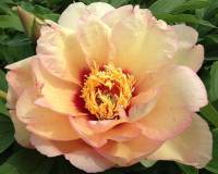 Paeonia Itoh Callies Memory