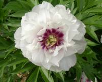 Paeonia Itoh Cora Louise