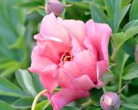 Paeonia Itoh Old Rose Dandy