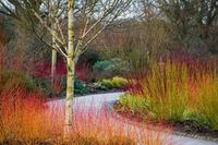 Cornus and Betula 1