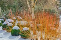 Cornus and snow