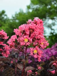 Lagerstroemia Black Diamond Shell Pink