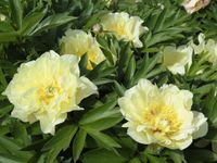 Paeonia Itoh Lemon Dream