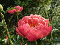 Paeonia lactiflora Coral Sunset
