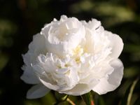 Paeonia lactiflora Duchesse de Nemours