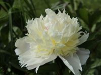 paeonia lactiflora Edith Cavell