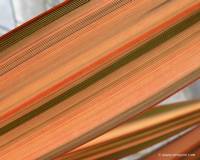 Phormium Maori Sunrise