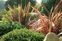 Phormium jard&iacute;n 2