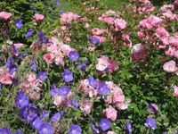 Rosa Bonica 82 con Geranium