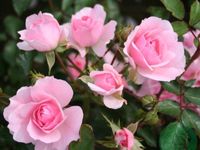 Rosa Bonica 82- Meilland