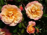 Rosa Cubana - Kordes