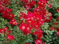 Rosa Red Meidiland - Meilland