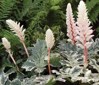 Acanthus Whitewater