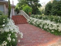 Agapanthus Snow Storm
