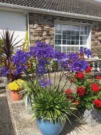 Agapanthus Brilliant Blue