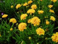 Coreopsis Early Sunrise