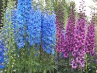 Delphinium consolida