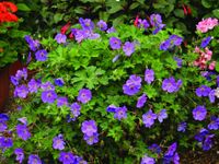 Geranium Rozanne 2