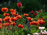 Papaver orientale Beauty of Livermere