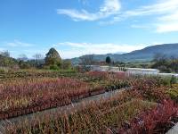 Vivero otoño 2017 3