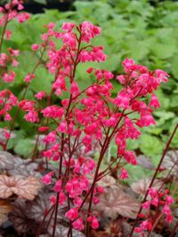 Novedades - Heucheras Novedades - Heucheras
