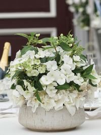 Novedades - Hortensias Novedades - Hortensias